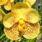 Vanda Buttercream Delight-Flowering Size